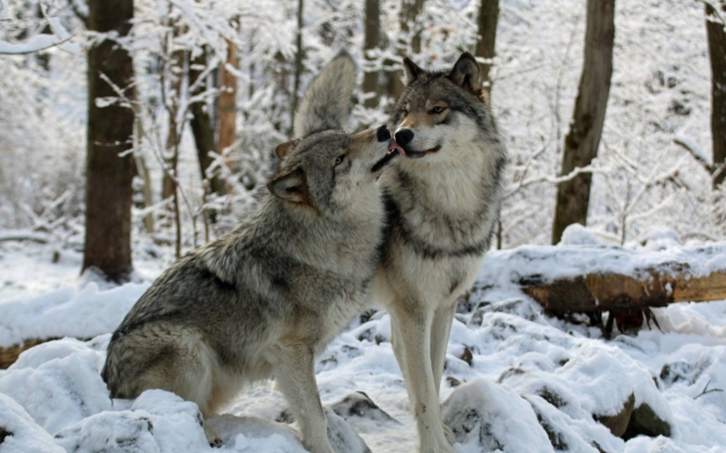 Lakota Wolf Preserve Zoo Columbia NJ