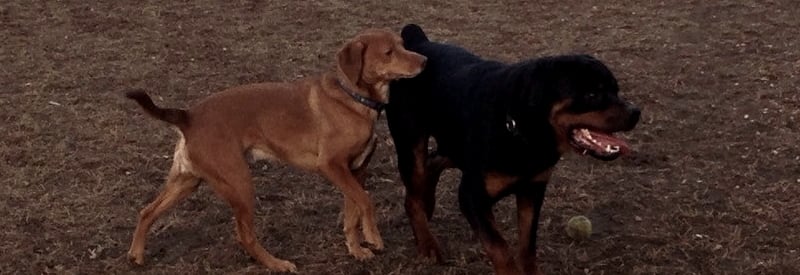 Mercer County Bark Park