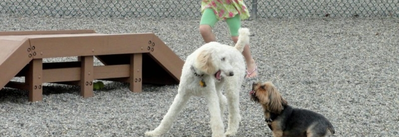 Montville Dog Park