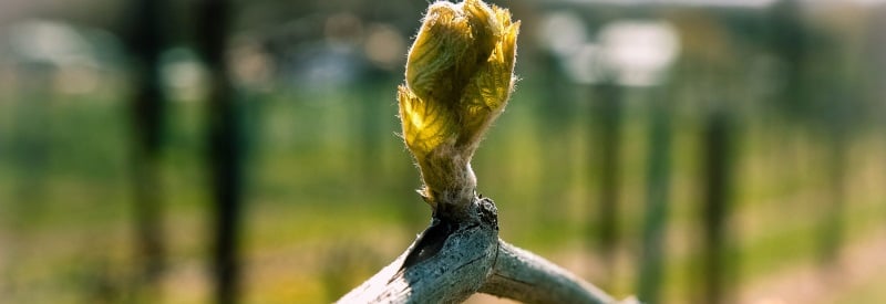 Mount Salem Vineyards