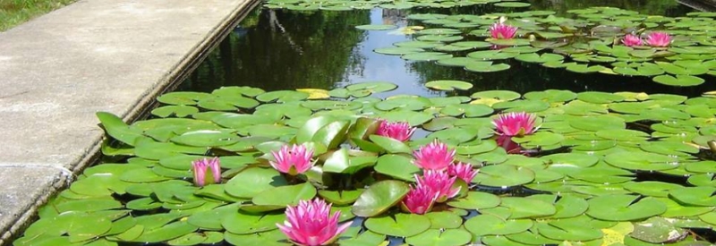 New Jersey Botanical Garden