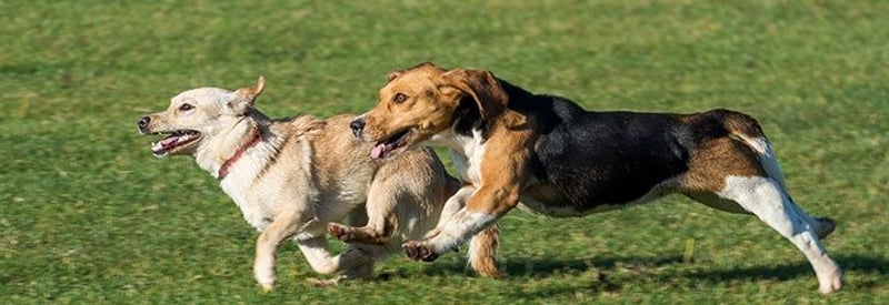 North Brunswick Dog Park