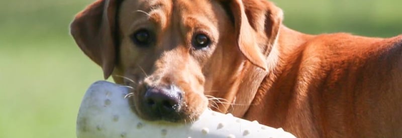 Ocean County Off-Leash Park
