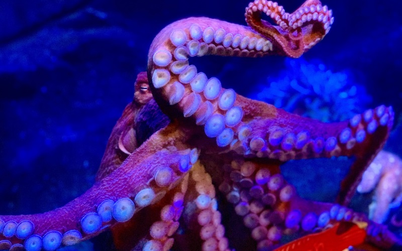 Photo of a octopus on glass in a aquarium.