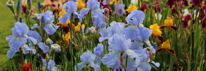 The Presby Memorial Iris Gardens