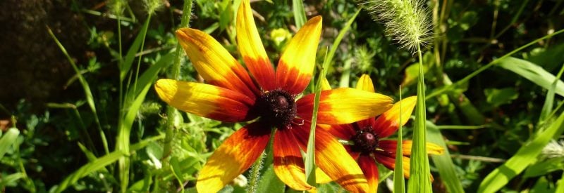 Presby Memorial Iris Gardens