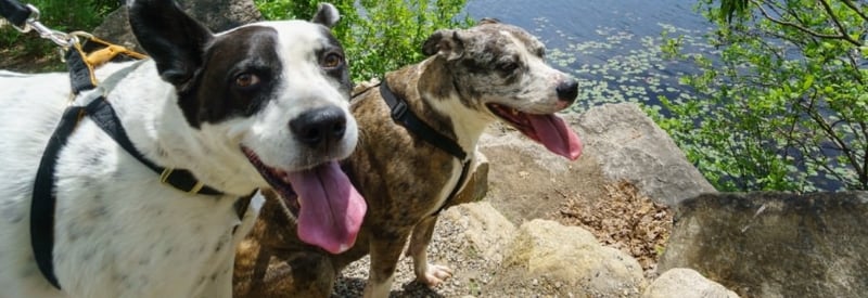 Ramapo Valley County Reservation 