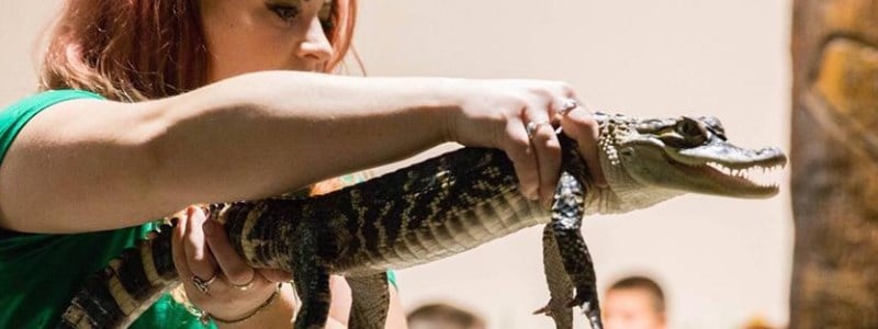 Rizzo's Wildlife Discovery