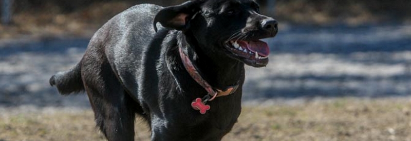 Robert J. Miller Airpark