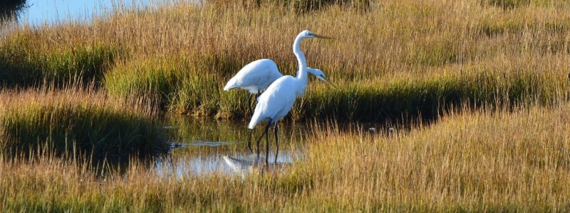 Salt Marsh Safari