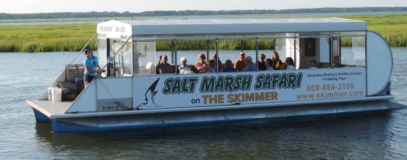 Salt Marsh Safari