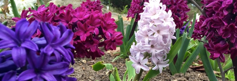 Sayen House and Gardens