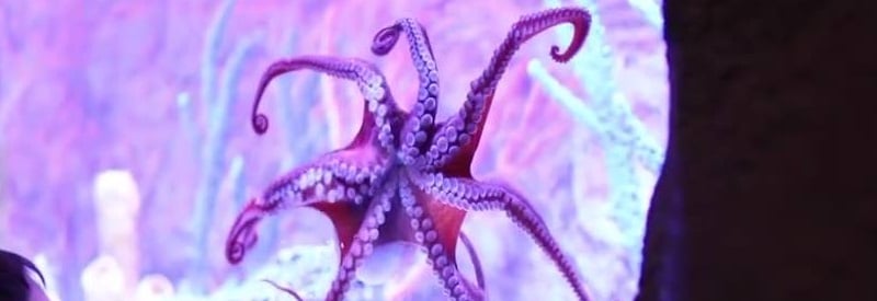 Woodbridge Aquarium and WIldlife Center