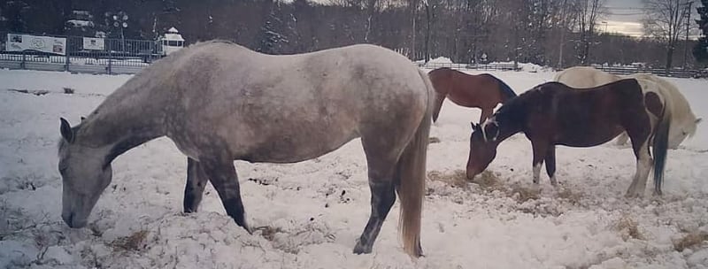 Seaton Hackney Stables