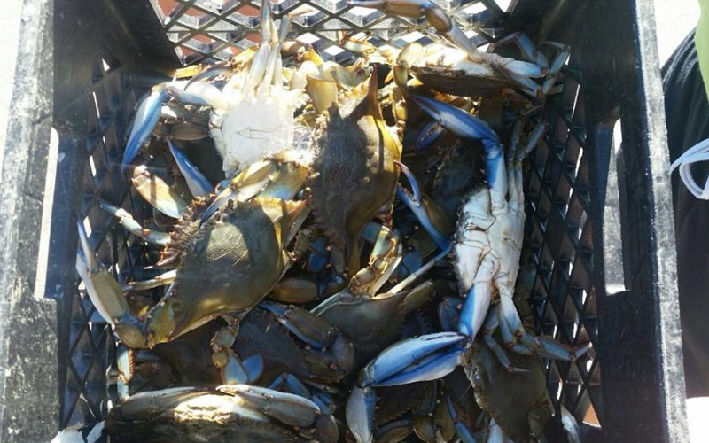 Image of a basket filled with blue claw crabs