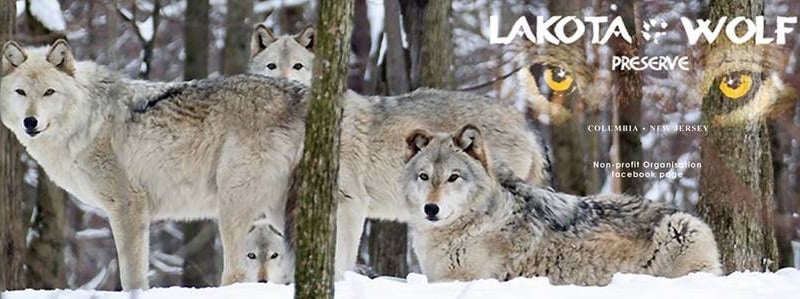 The Lakota Wolf Preserve