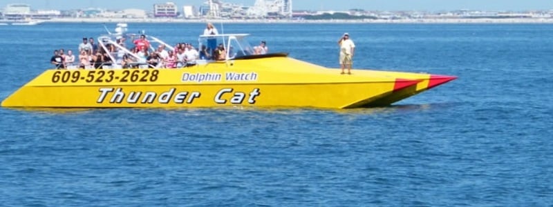 Thunder Cat Dolphin Watch