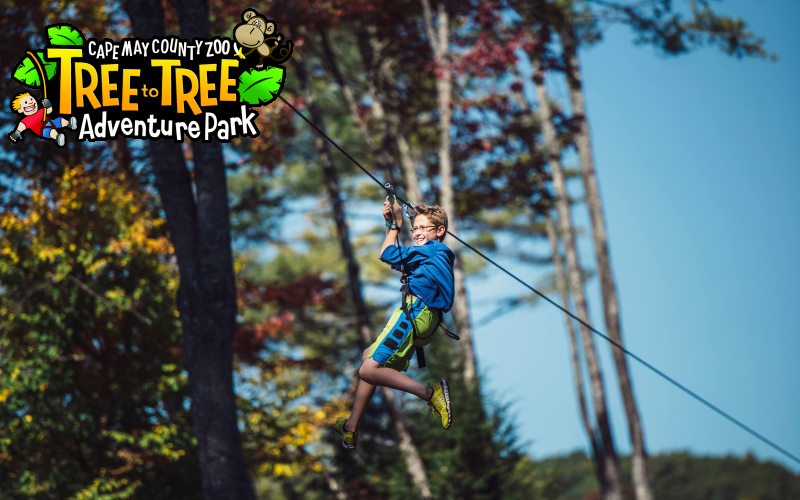 Tree to Tree Adventure Park zip lining in Southern NJ