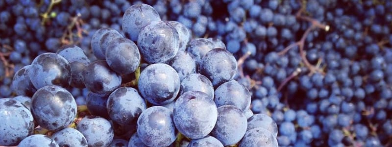 Unionville Vineyards