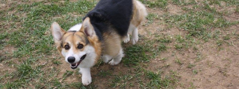 The Vernon Off-Leash Dog Park