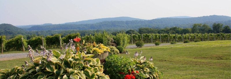 Villa Milagro Vineyards 