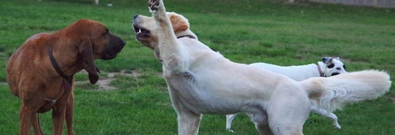 Village Park Dog Park 