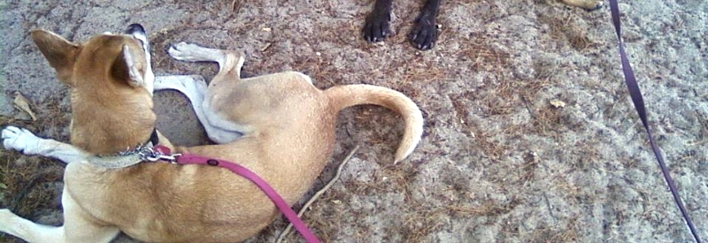 Washington Township Dog Park