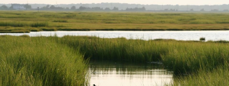 The Wetlands Institute