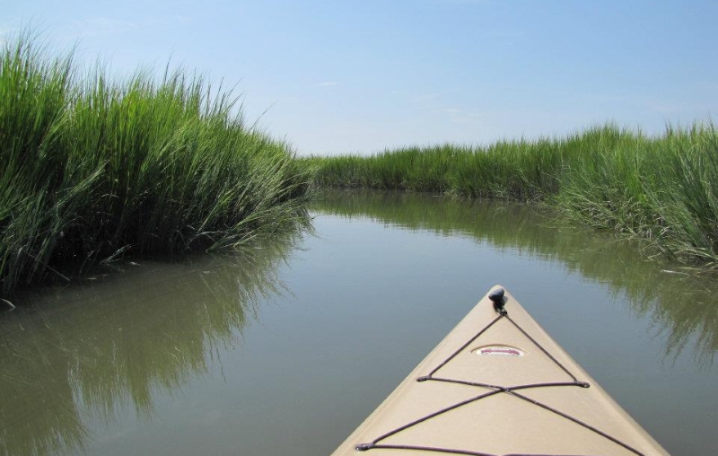 Jersey Shore Nature Attractions Wetlands Wildlife Cape Kayaks