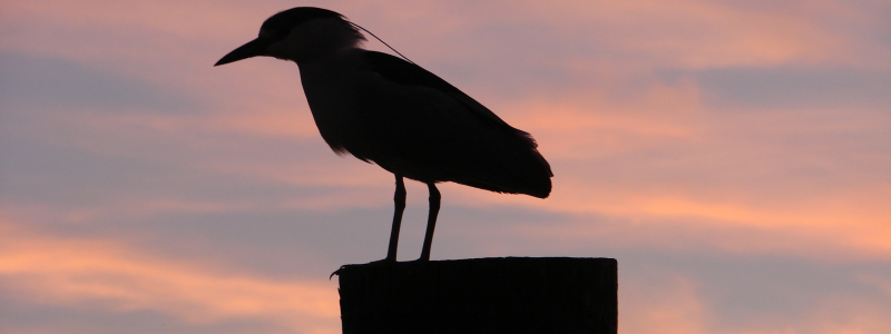 Wetlands Wildlife Safari