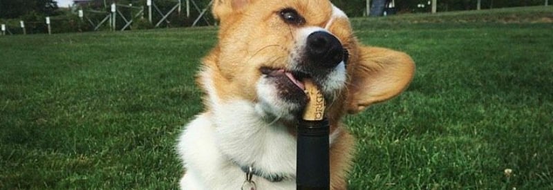 Working Dog Winery