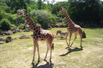 Image of giraffes walking on the grass showing one of the most fun attractions in NJ